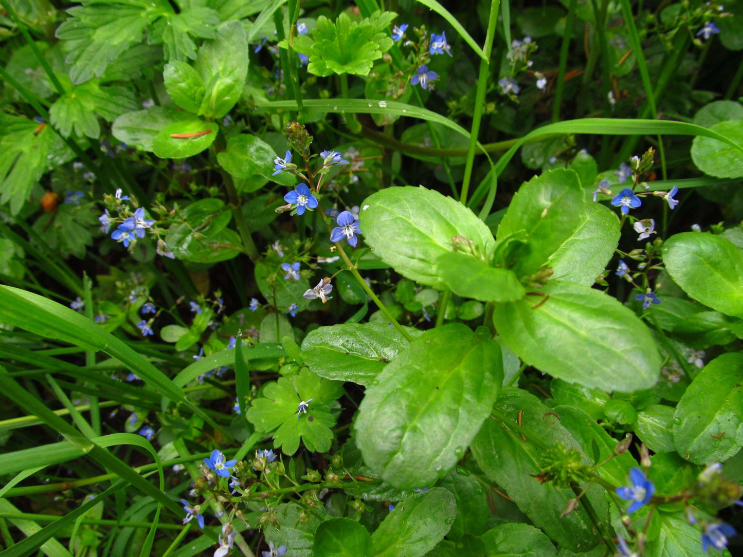 Lincolnshire Pond Plants Native Marginal 8 Pack Potted - NP802