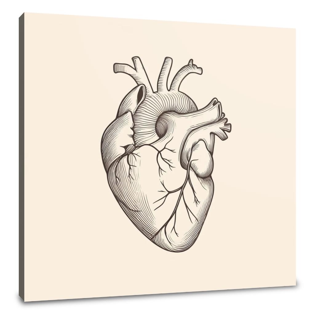 Heart Anatomy Canvas