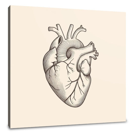 Heart Anatomy Canvas