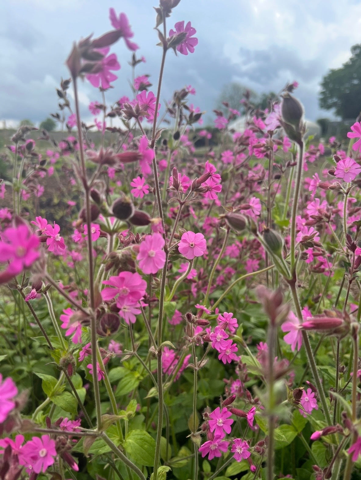 Red Campion