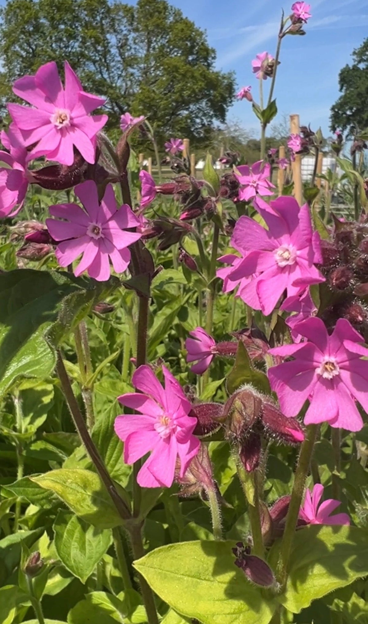Red Campion