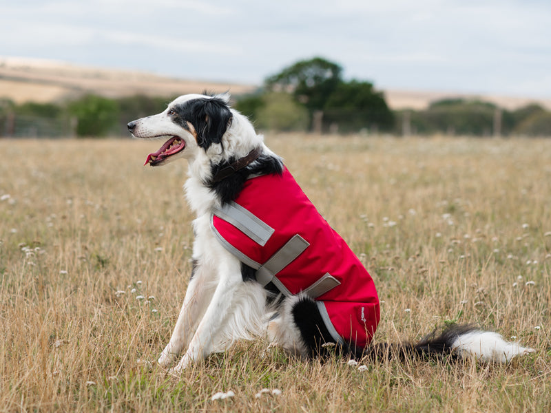 Classic Waterproof Dog Coat 150g - Red
