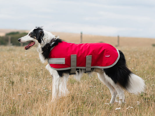 Classic Waterproof Dog Coat 150g - Red