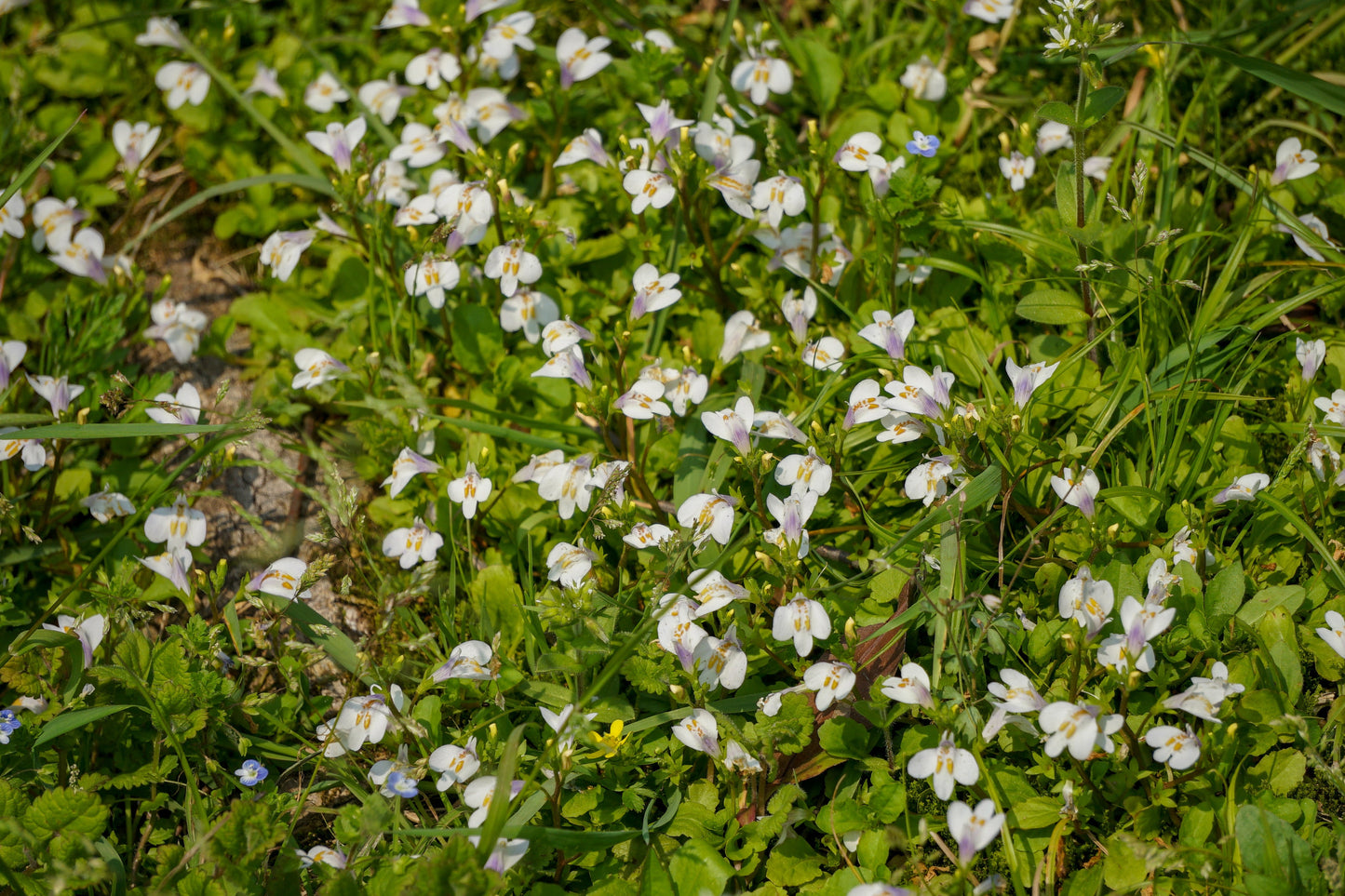 Mazus reptans ‘Albus’ (White marshflower) - Marginal Pond Plants - BP082