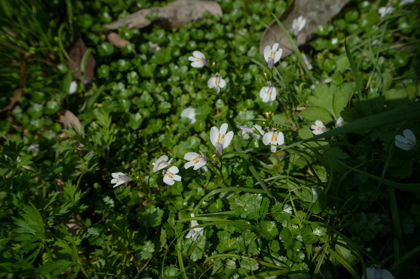 Mazus reptans ‘Albus’ (White marshflower) - Marginal Pond Plants - BP082