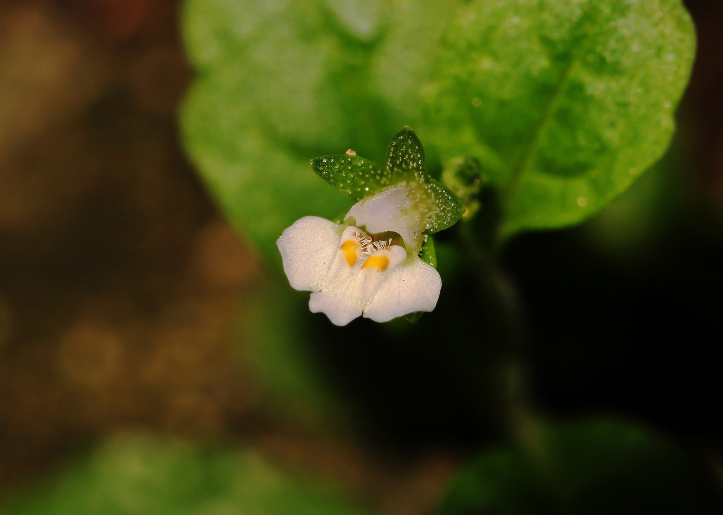 Mazus reptans ‘Albus’ (White marshflower) - Marginal Pond Plants - BP082