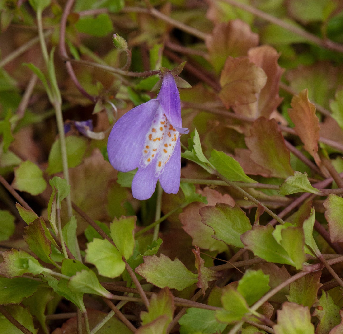 Mazus reptans (Chinese marshflower) - Marginal Pond Plants - BP081