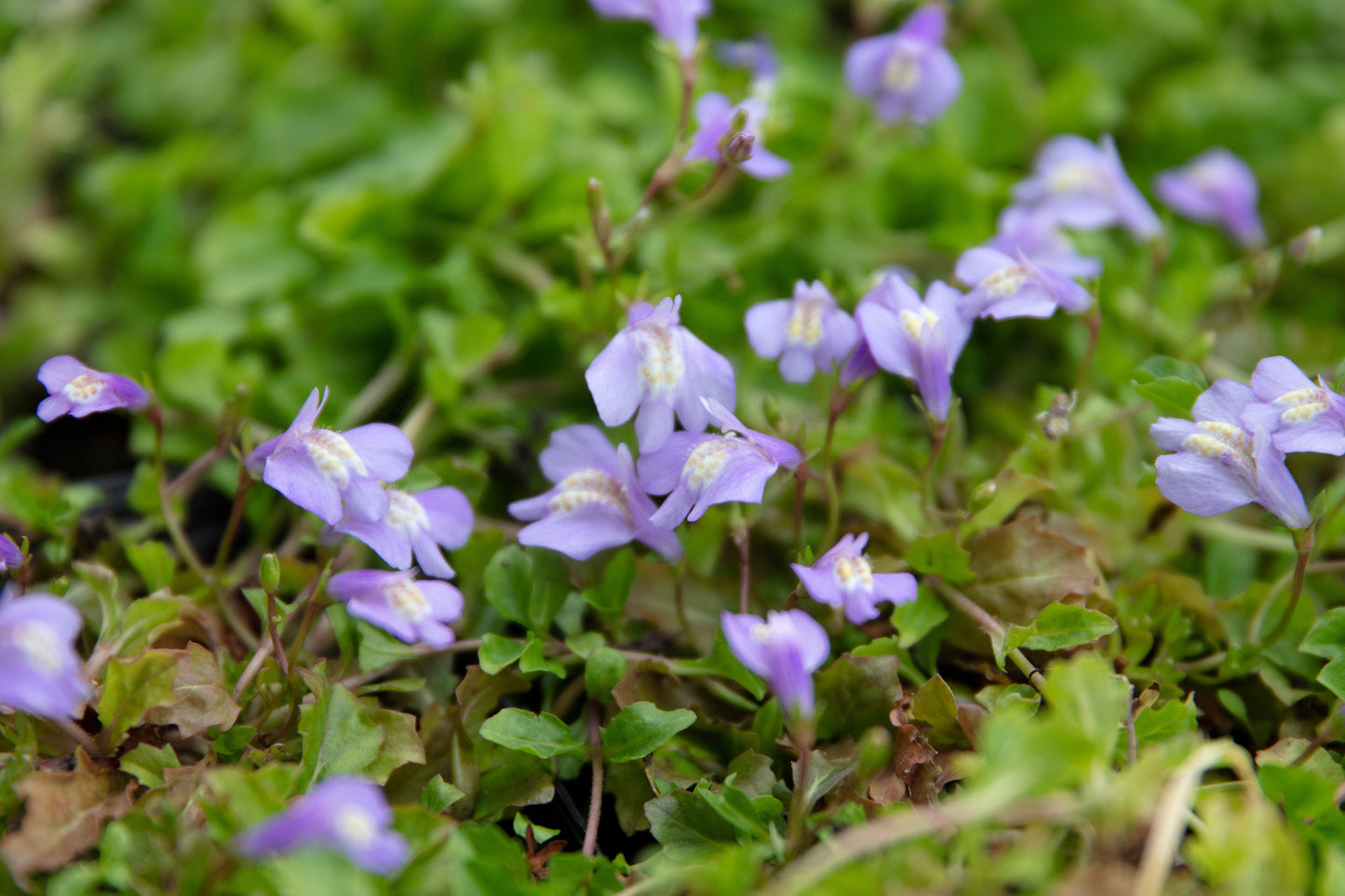 Mazus reptans (Chinese marshflower) - Marginal Pond Plants - BP081