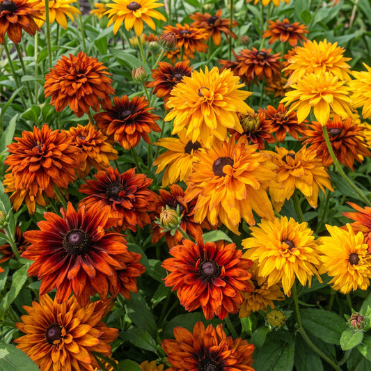 Rudbeckia Cherokee Sunset