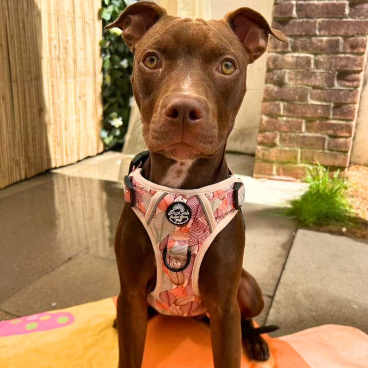 Rugged Rover™ Harness - Autumn Breeze