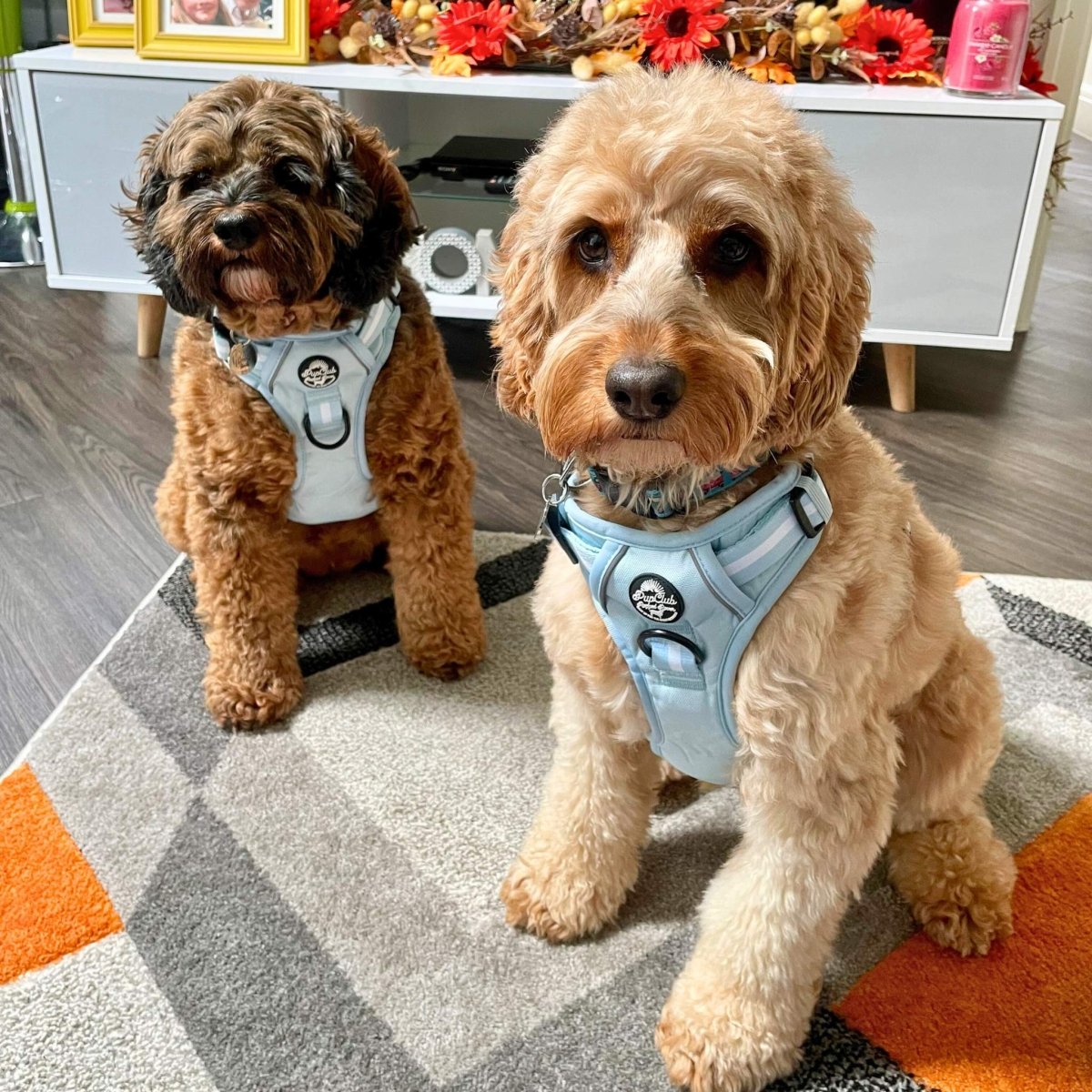 Rugged Rover™ Harness - Pastel Blue