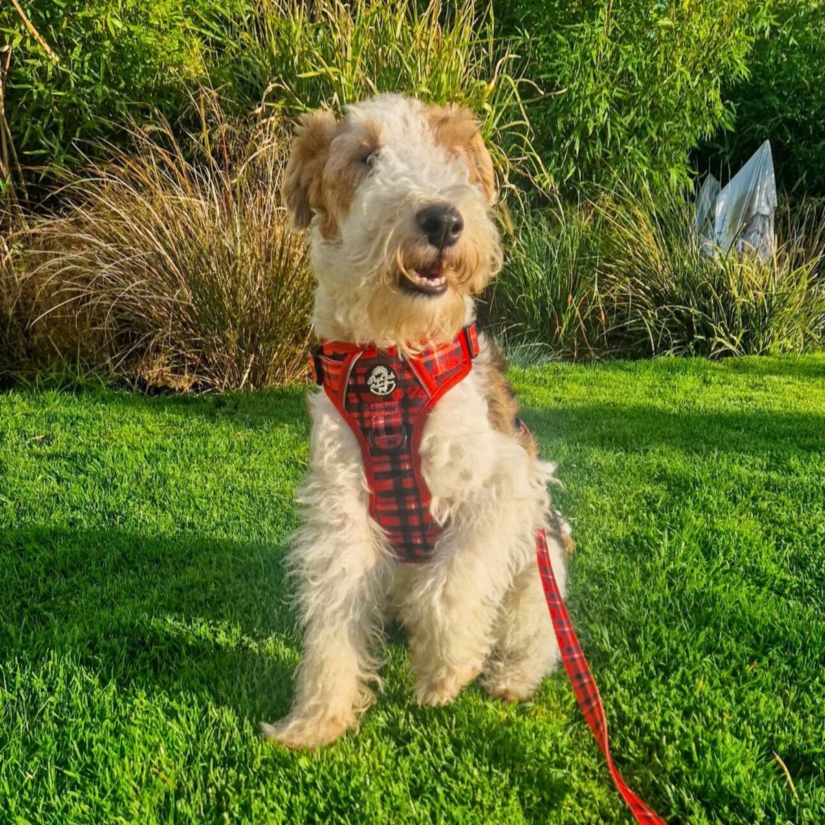 Rugged Rover™ Harness - Red Tartan
