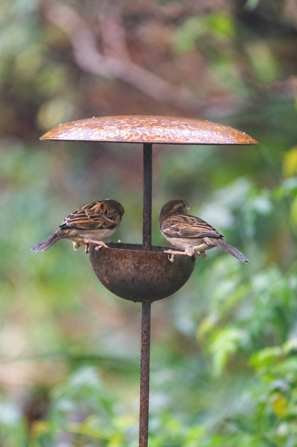 Rusty Metal Bird Feeding Stake