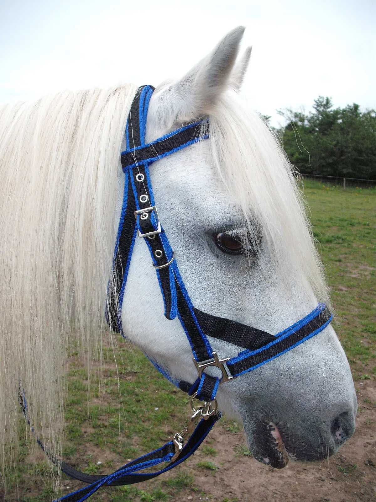 Scawbrig Bitless Bridle