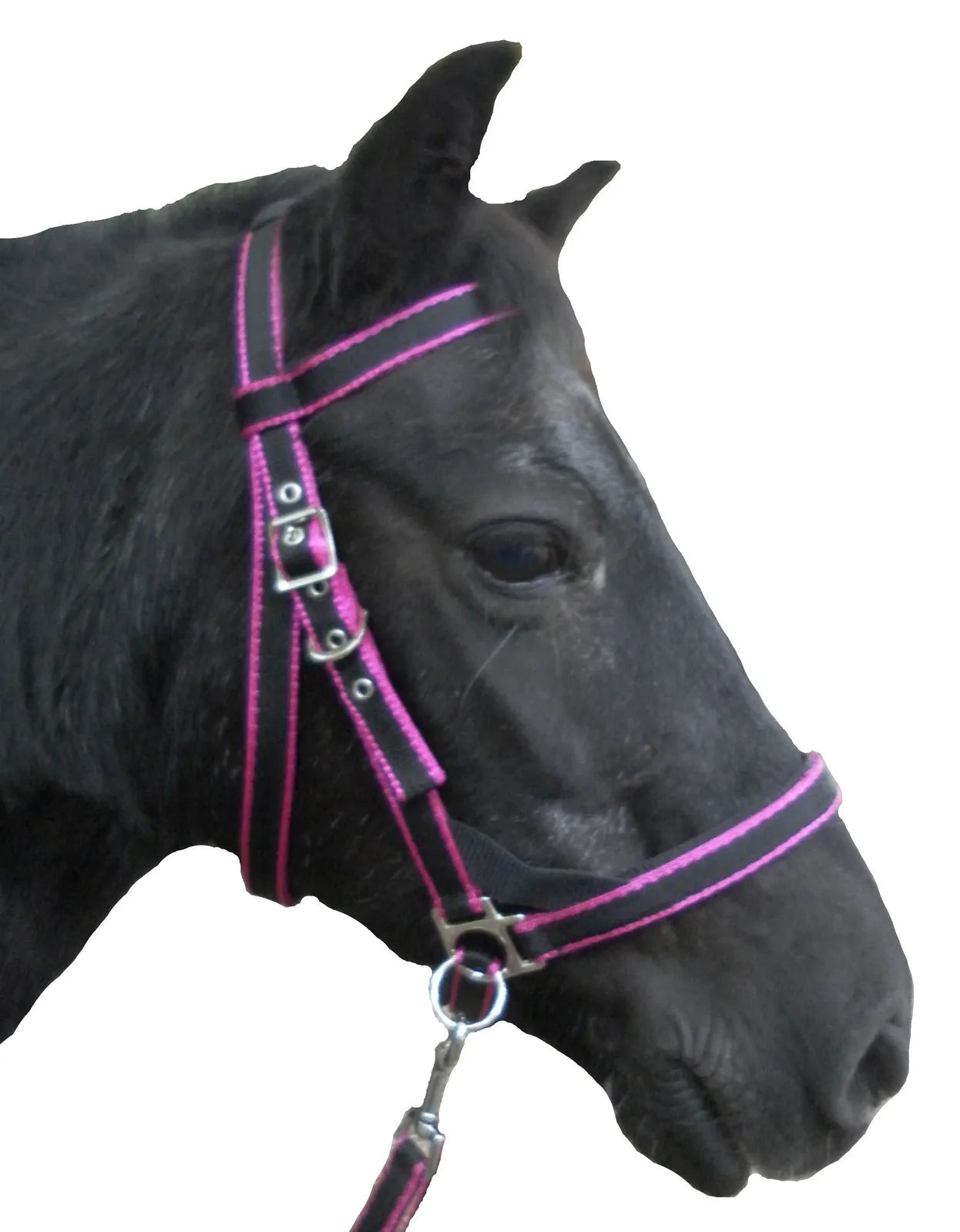 Scawbrig Bitless Bridle