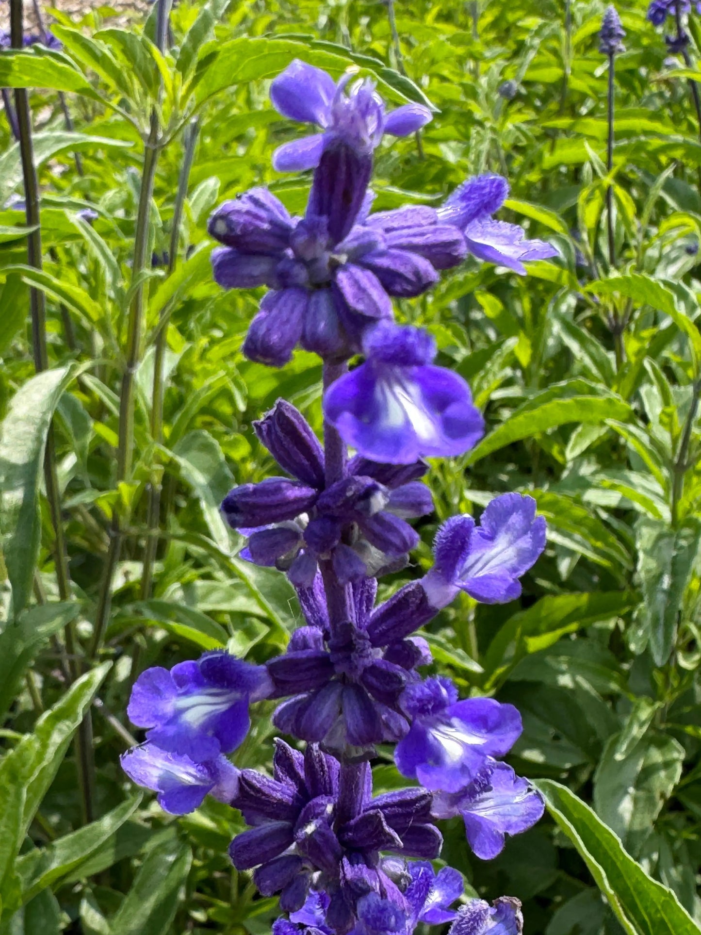Salvia Farinacea Victoria
