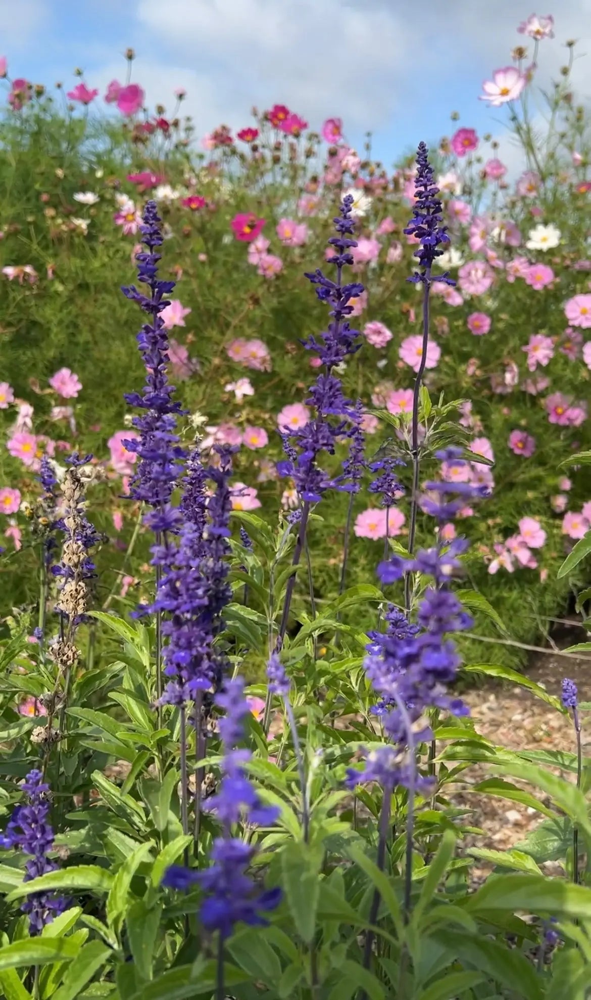 Salvia Victoria Blue