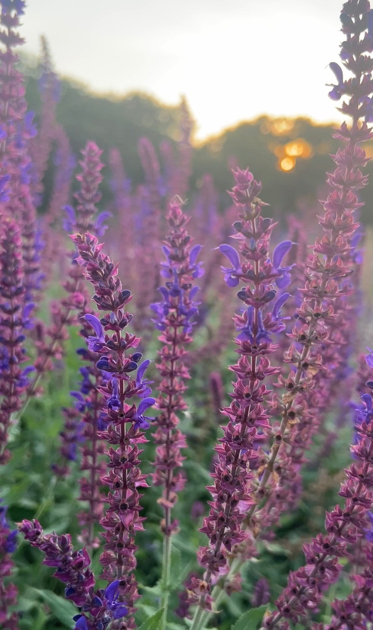 Salvia Violet Queen