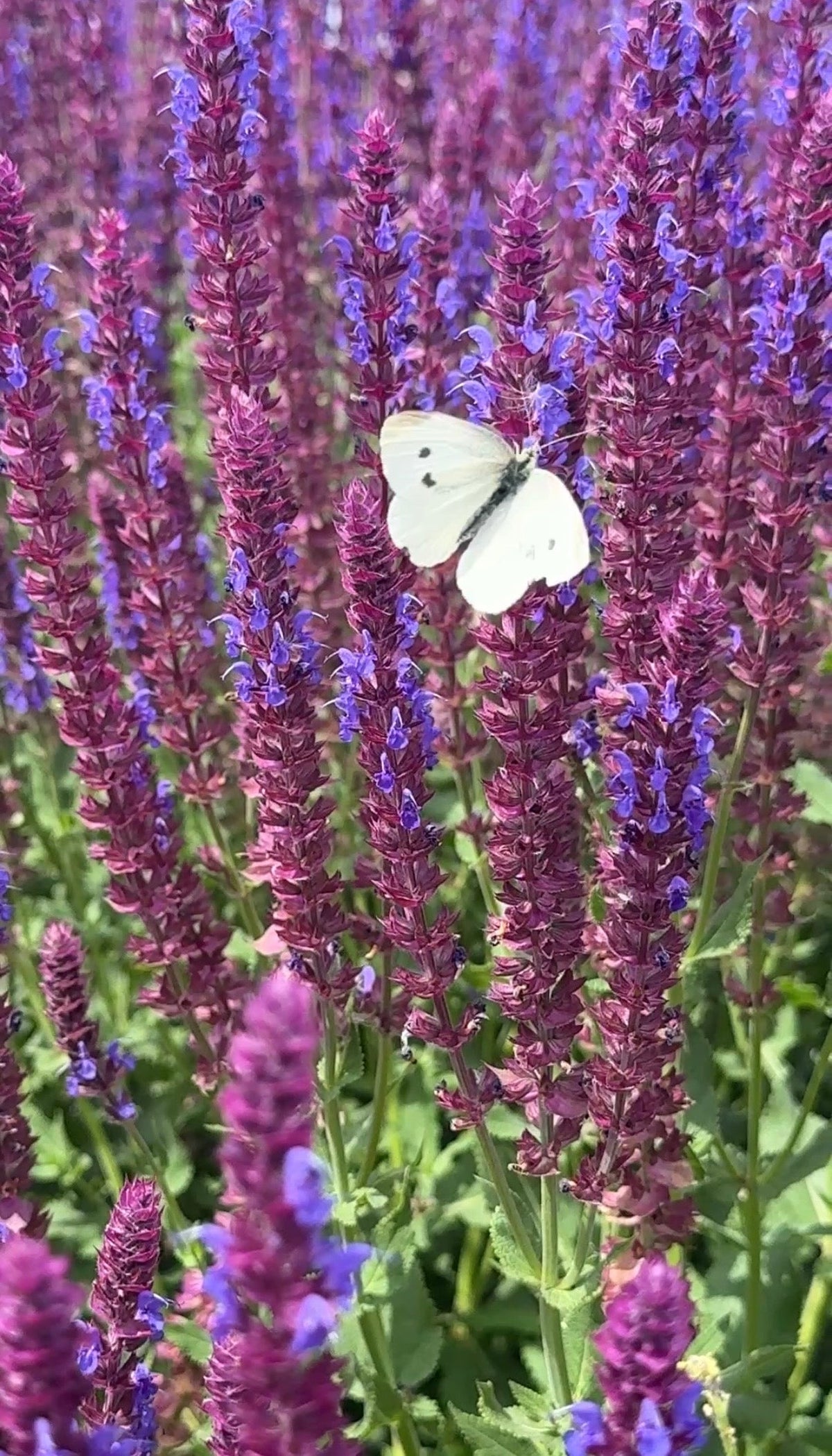 Salvia Violet Queen