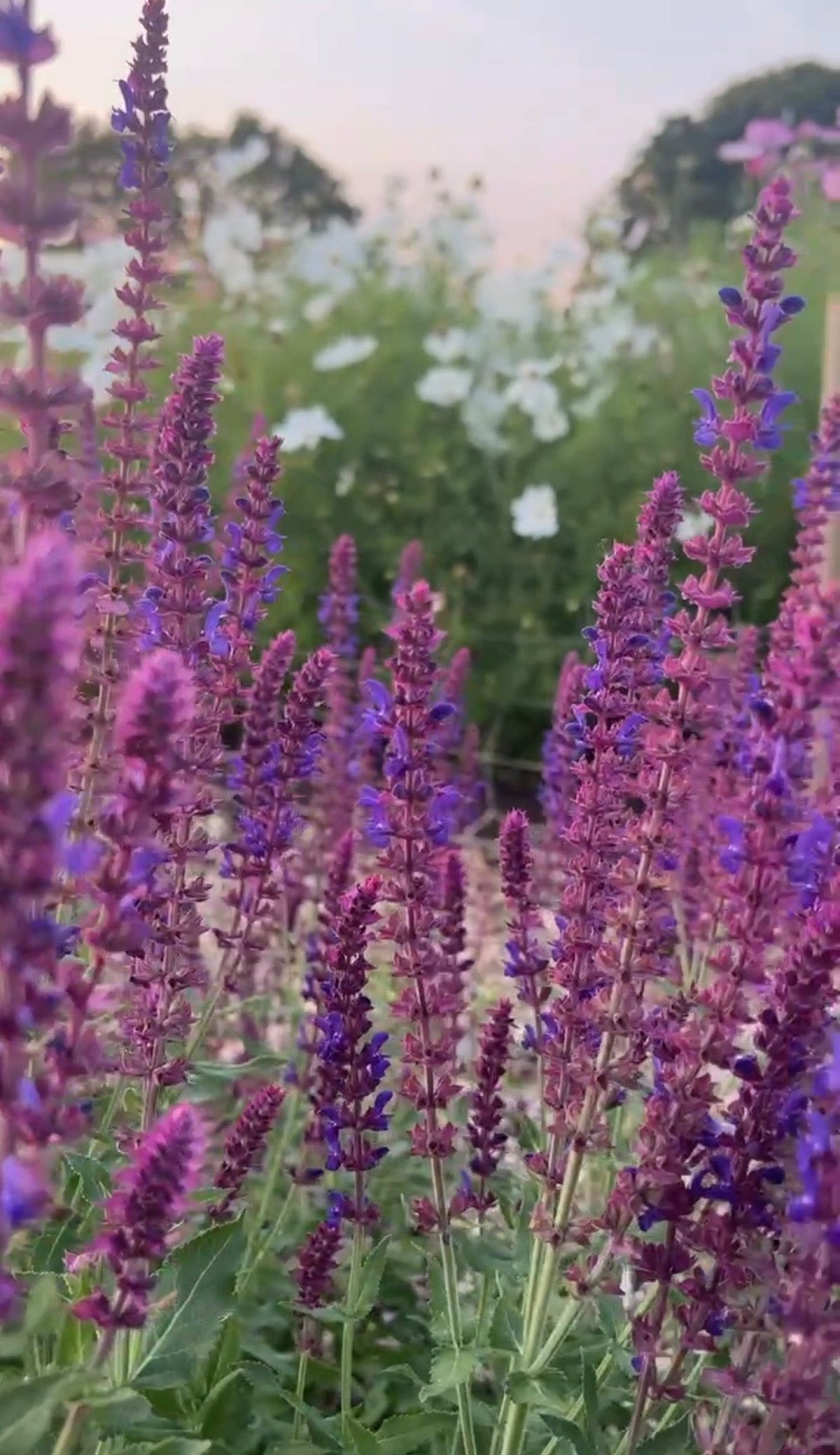 Salvia Violet Queen