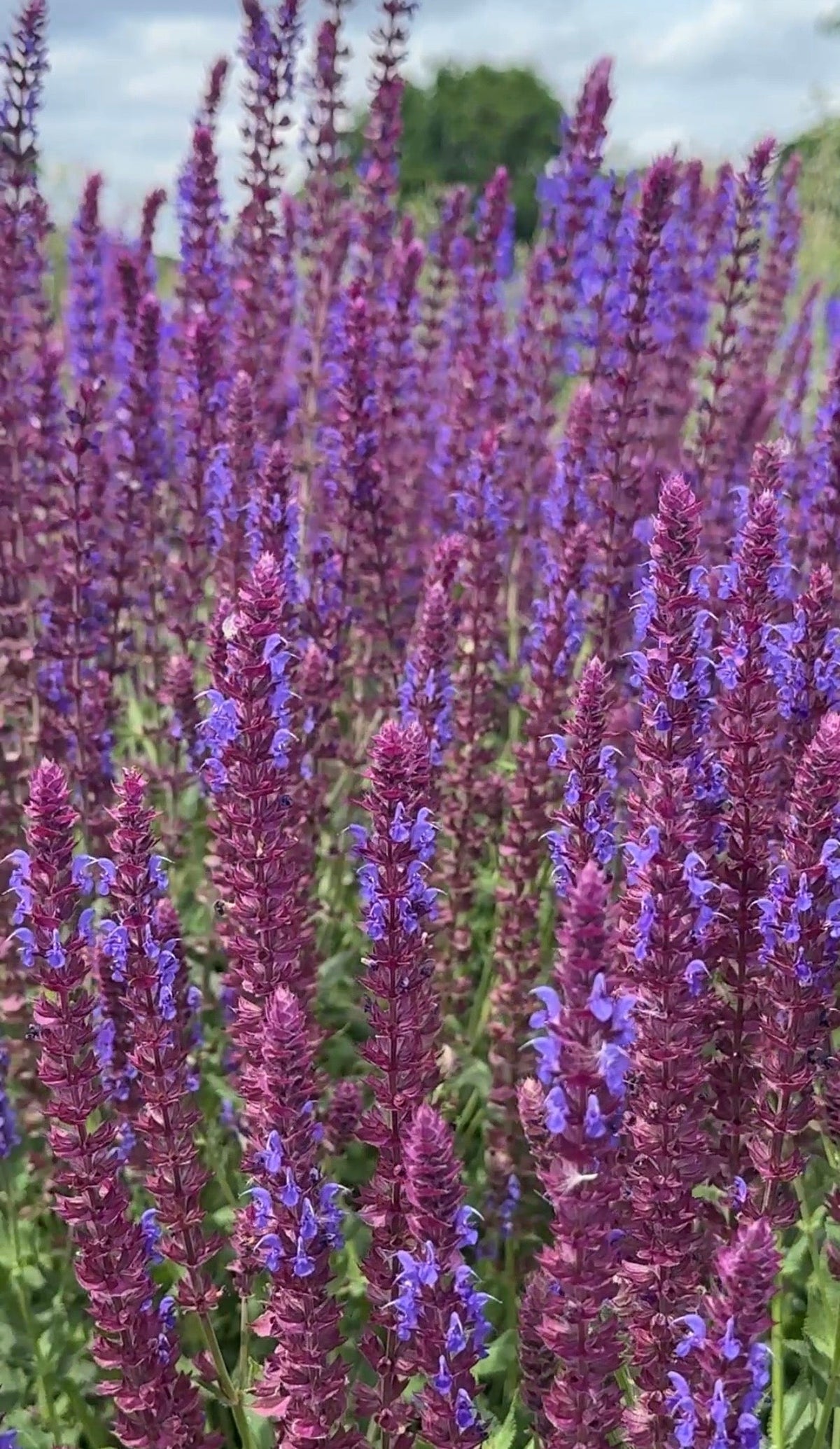 Salvia Violet Queen