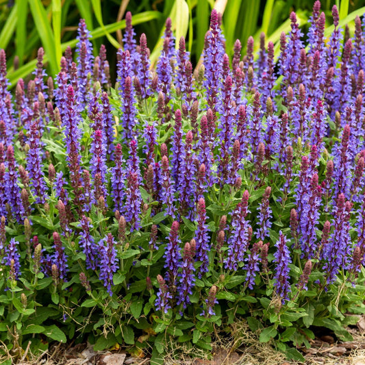 Salvia x superba New Dimensions Blue 9cm