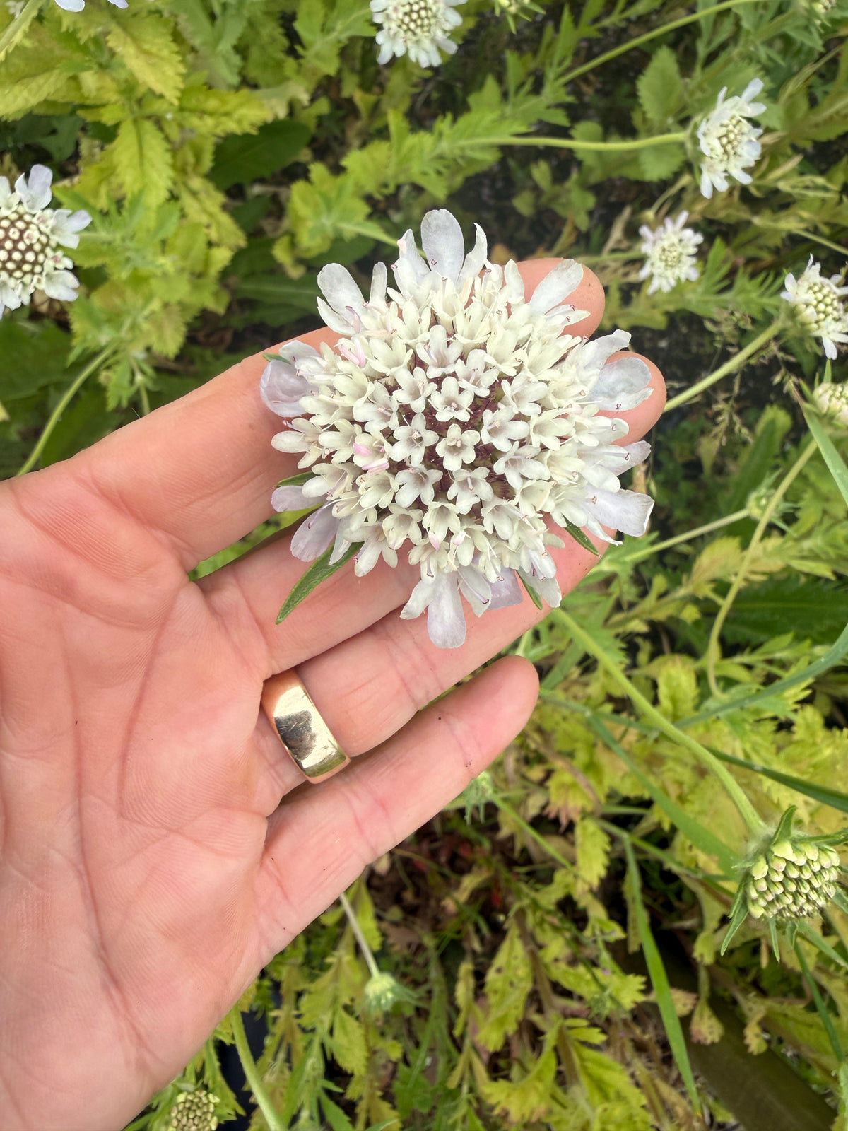 Scabiosa 'Drumstick'