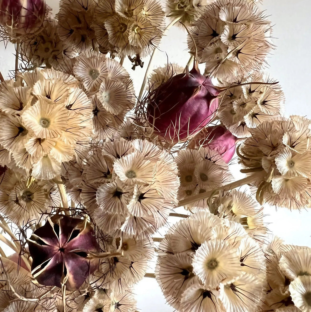 Scabiosa 'Drumstick'