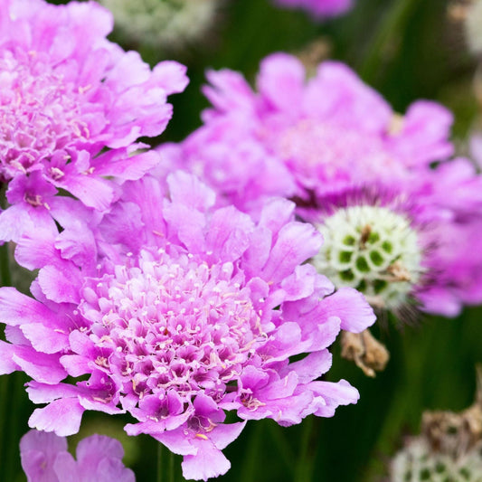 Scabious 'Pink Mist' 9cm/2L