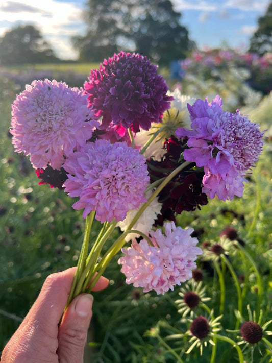Scabious Imperial Mix