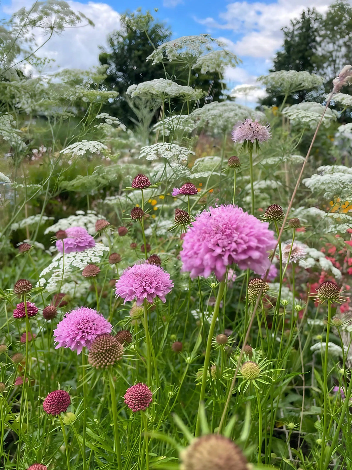 Scabious Imperial Mix