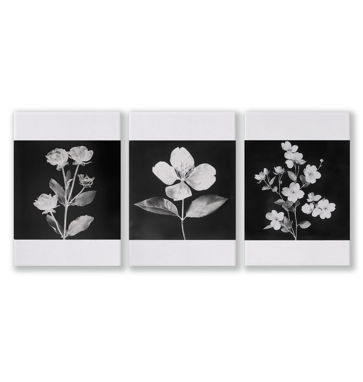 Black Framed Artwork Botanical Floral Wall Art Prints | Set of 3