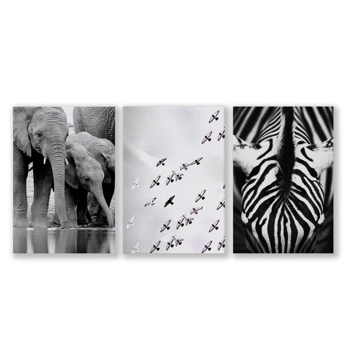 Black and White Photography Wildlife Wall Art Prints | Elephants, Birds & Zebra | Set of 3