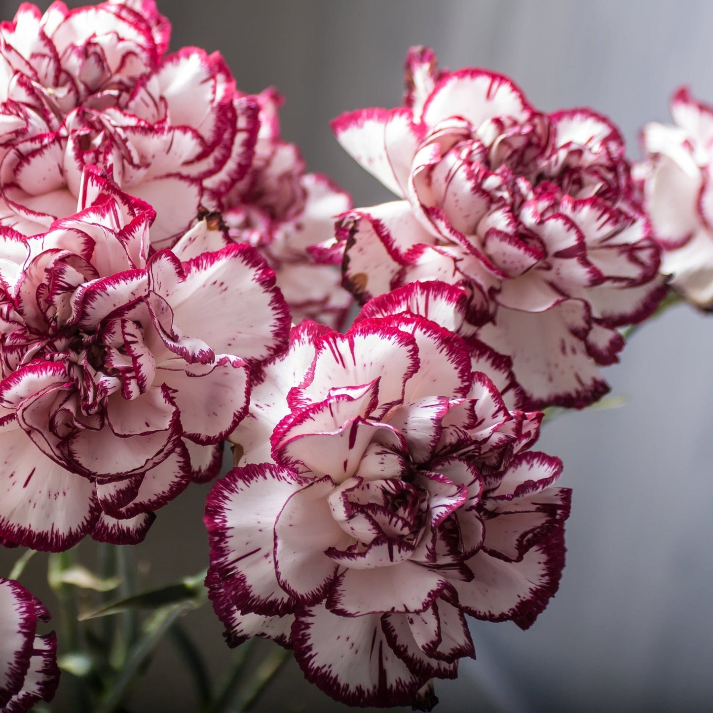 Dianthus 'Gran's Favourite' 9cm