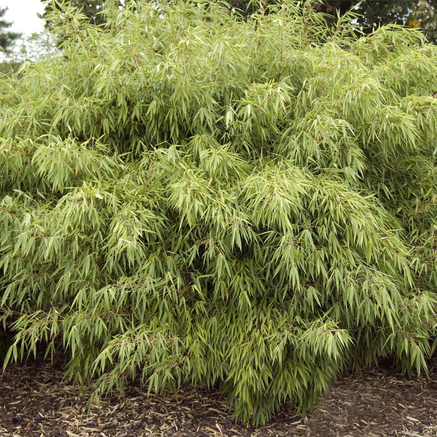 Fountain Bamboo | Fargesia Rufa (90cm)