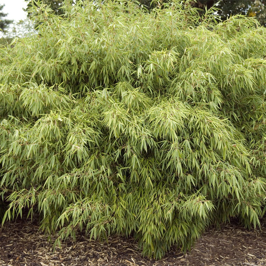 Fountain Bamboo | Fargesia Rufa (90cm)