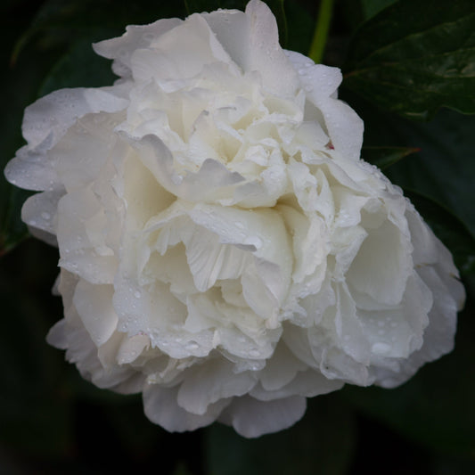 Peony 'Shirley Temple' 1L / 2L