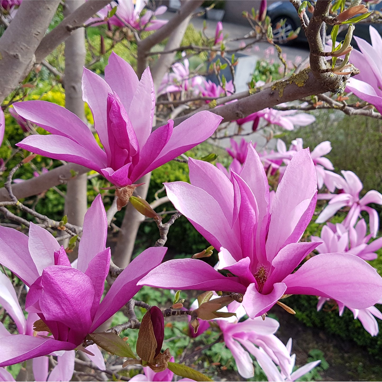 Magnolia Susan Standard Tree | Magnolia 90-100cm