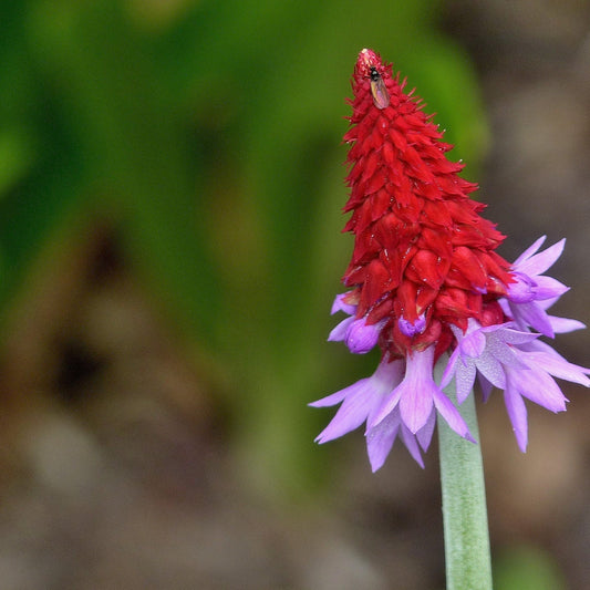 Primula vialii 9cm / 3L