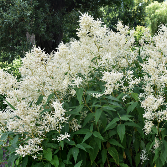 Astilbe  arendsii White 9cm/2L