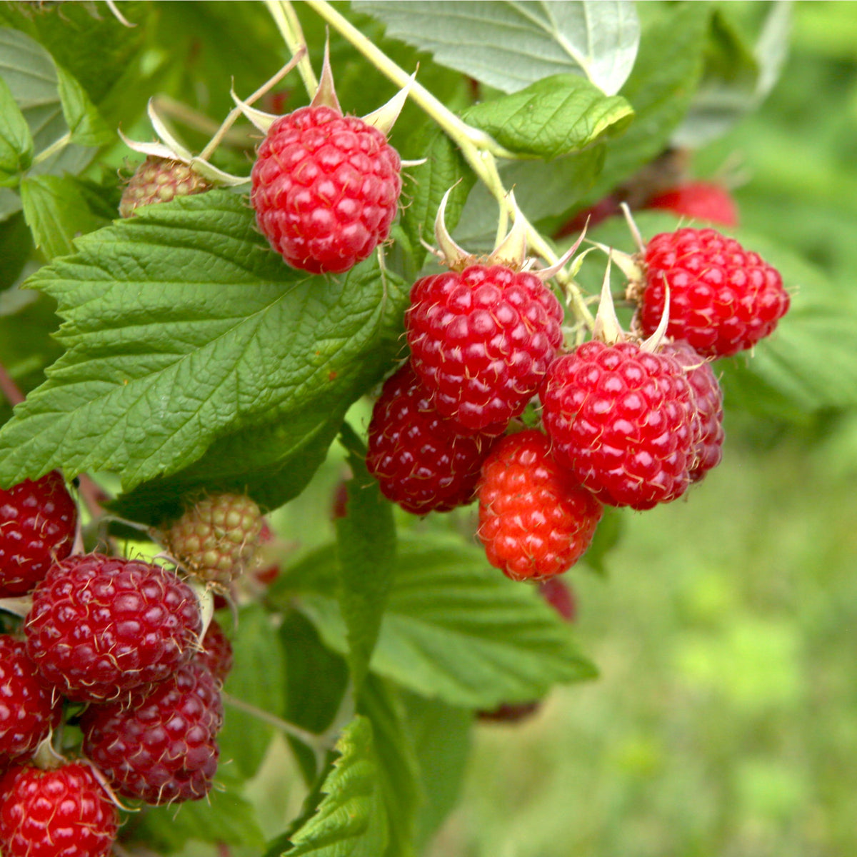 Raspberry 'Malling Promise'