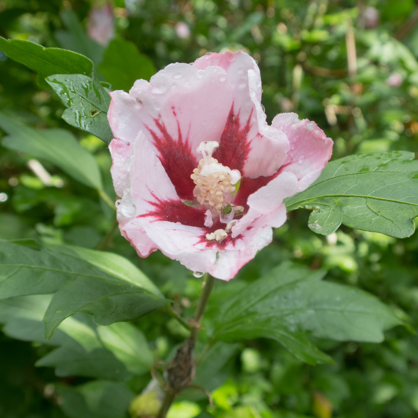 Hibiscus Syriacus 'Hamabo' 2L