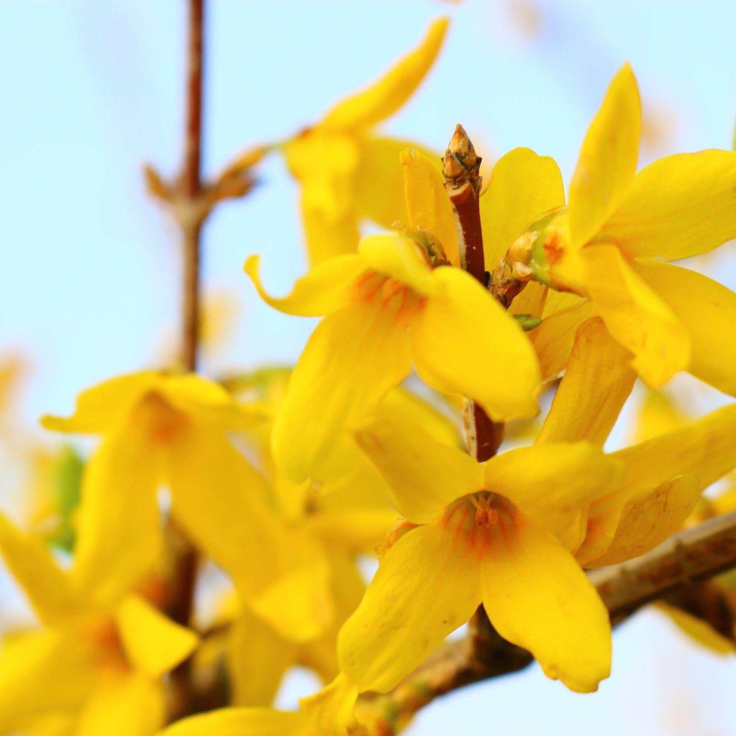 Forsythia x intermedia 'Minigold' 1L/2L
