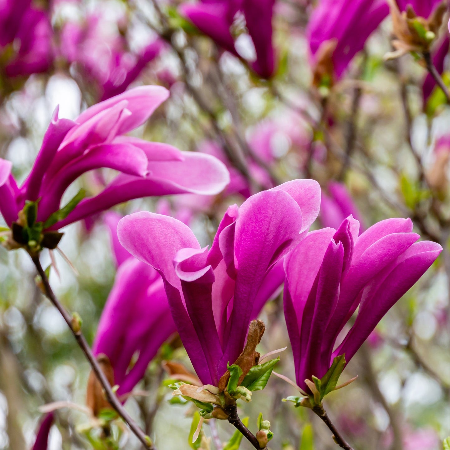 Magnolia Susan Standard Tree | Magnolia 90-100cm