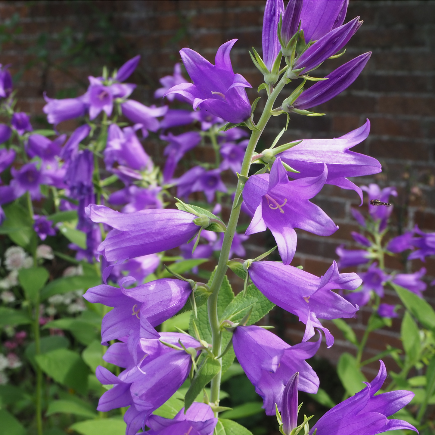 Cottage Garden Ready-made Border
