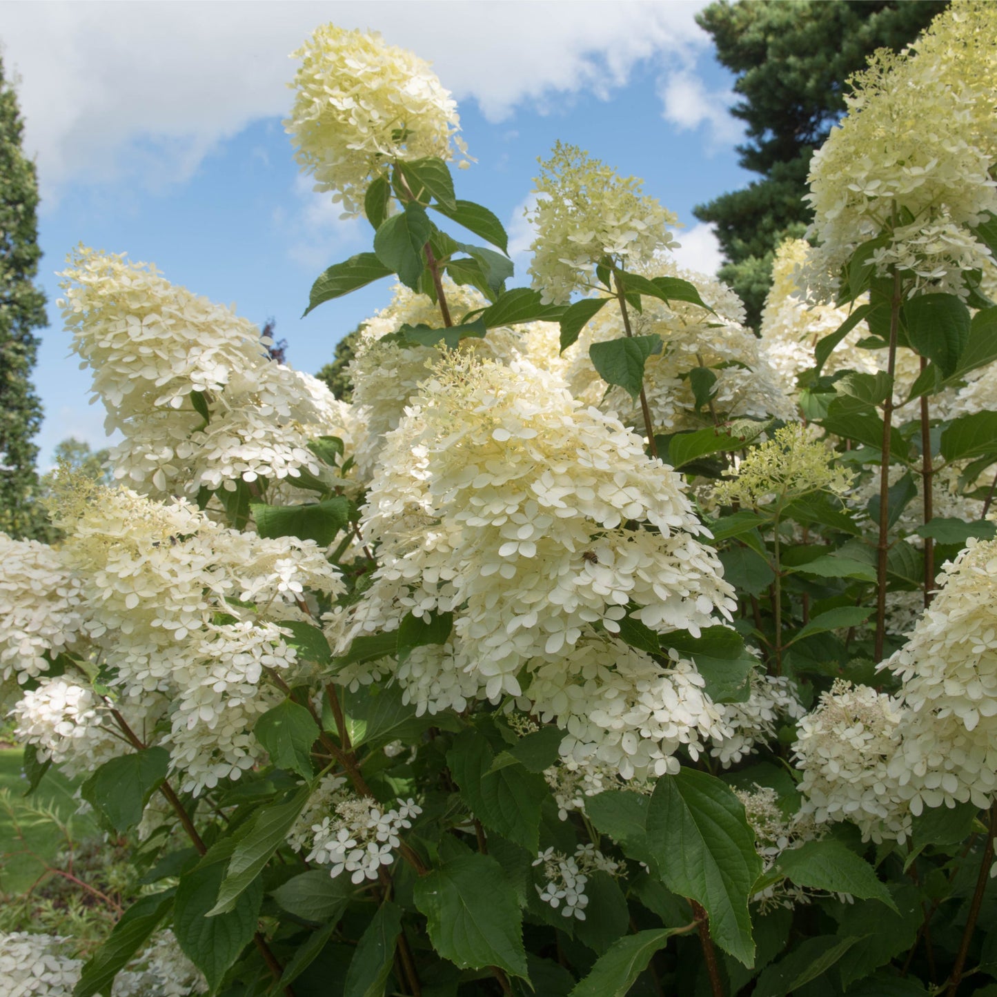 Hydrangea paniculata Phantom 9cm / 1L / 1.5L