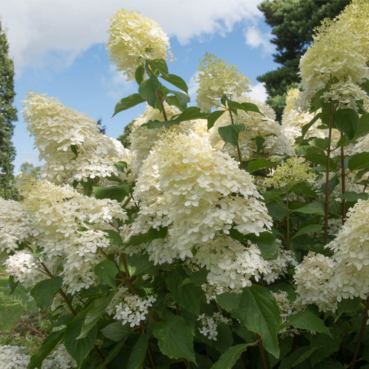 Hydrangea paniculata Phantom 9cm / 1L / 1.5L