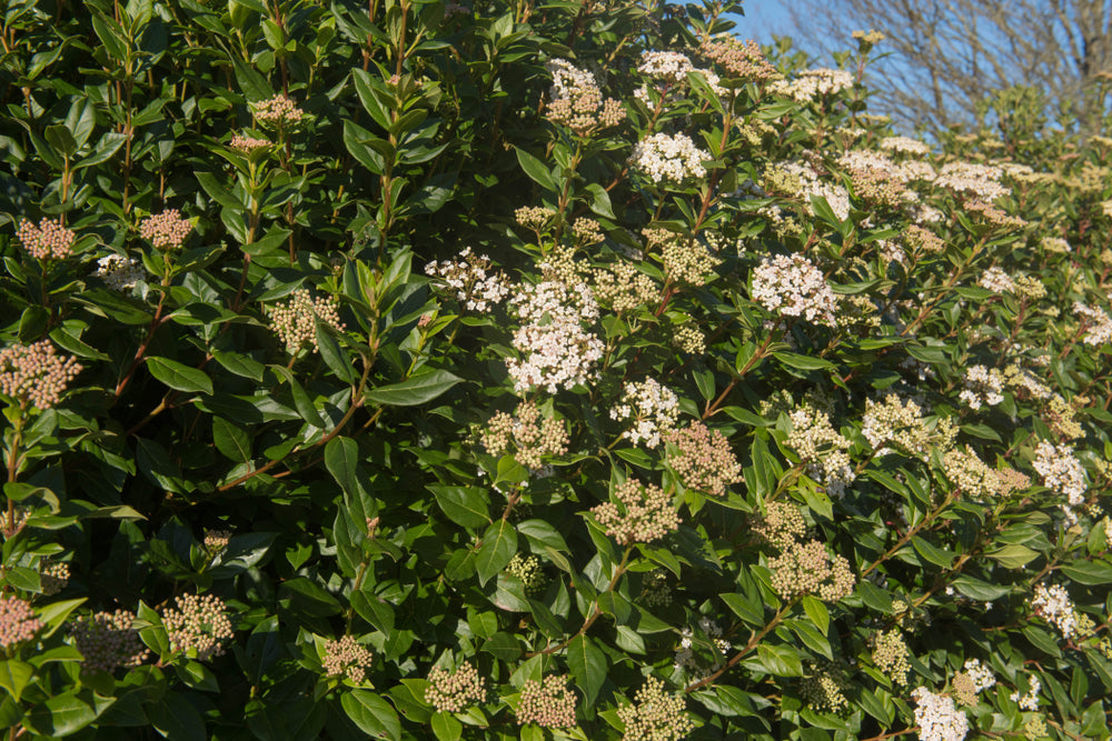 Half Standard Viburnum tinus 'Eve Price'