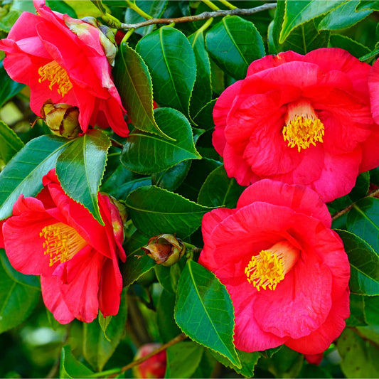 Camellia japonica 'Adolphe Audusson' 9cm / 3L