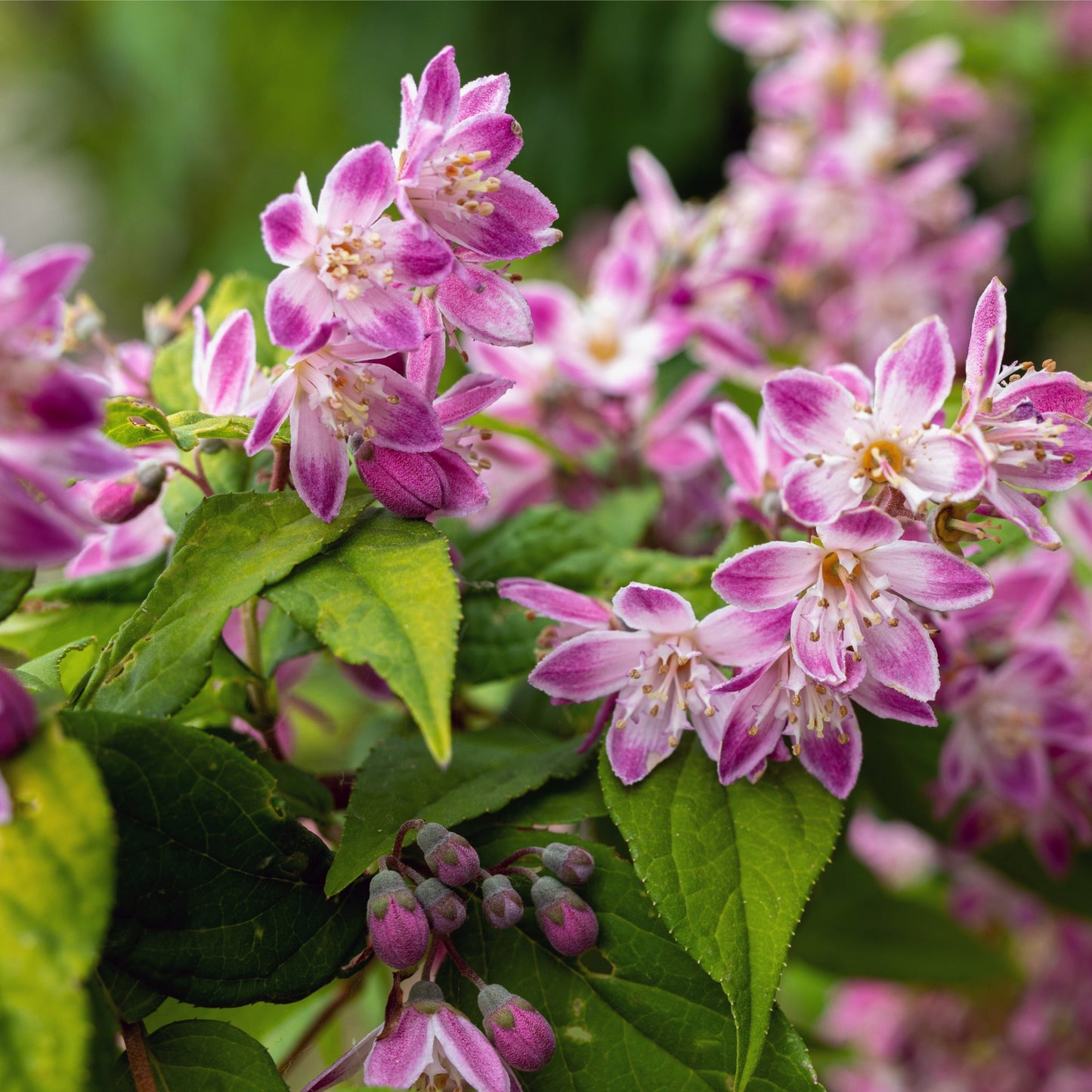 Deutzia x hybrid 'Strawberry Fields' 1L/2L